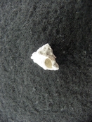 Astraea precursor fossil gastropod shell Brantley pit ap 26