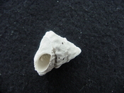 Astraea precursor fossil gastropod shell Brantley pit ap 27