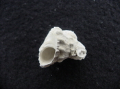 Astraea precursor fossil gastropod shell Brantley pit ap 28