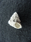 Astraea precursor fossil gastropod shell Brantley pit ap 31