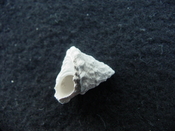 Astraea precursor fossil gastropod shell Brantley pit ap 32