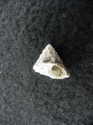 Astraea precursor fossil gastropod shell Brantley pit ap 33