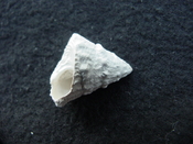 Astraea precursor fossil gastropod shell Brantley pit ap 34