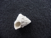 Astraea precursor fossil gastropod shell Brantley pit ap 36