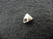 Astraea precursor fossil gastropod shell Brantley pit ap 37