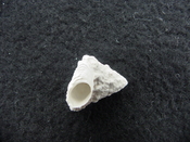 Astraea precursor fossil gastropod shell Brantley pit ap 38