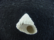 Astraea precursor fossil gastropod shell Brantley pit ap 39