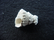 Astraea precursor fossil gastropod shell Brantley pit ap 40