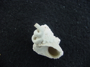Astraea precursor fossil gastropod shell Brantley pit ap 41