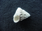 Astraea precursor fossil gastropod shell Brantley pit ap 42