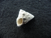 Astraea precursor fossil gastropod shell Brantley pit ap 43