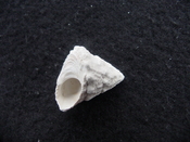 Astraea precursor fossil gastropod shell Brantley pit ap 44