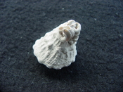 Astraea precursor fossil gastropod shell Brantley pit ap 45