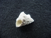 Astraea precursor fossil gastropod shell Brantley pit ap 46