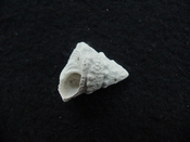Astraea precursor fossil gastropod shell Brantley pit ap 47