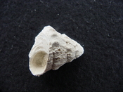 Astraea precursor fossil gastropod shell Brantley pit ap 48