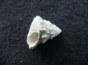 Astraea precursor fossil gastropod shell Brantley pit ap 49