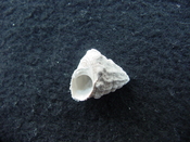Astraea precursor fossil gastropod shell Brantley pit ap 50