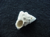 Astraea precursor fossil gastropod shell Brantley pit ap 51