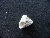 Astraea precursor fossil gastropod shell Brantley pit ap 52