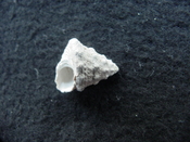 Astraea precursor fossil gastropod shell Brantley pit ap 53