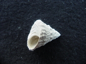 Astraea precursor fossil gastropod shell Brantley pit ap 54