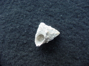 Astraea precursor fossil gastropod shell Brantley pit ap 55