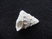 Astraea precursor fossil gastropod shell Brantley pit ap 56
