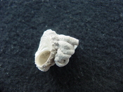 Astraea precursor fossil gastropod shell Brantley pit ap 58