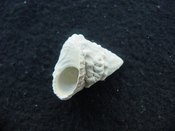 Astraea precursor fossil gastropod shell Brantley pit ap 59