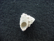 Astraea precursor fossil gastropod shell Brantley pit ap 60