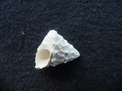 Astraea precursor fossil gastropod shell Brantley pit ap 62