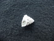 Astraea precursor fossil gastropod shell Brantley pit ap 64