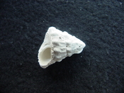 Astraea precursor fossil gastropod shell Brantley pit ap 65