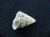 Astraea precursor fossil gastropod shell Brantley pit ap 67