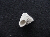 Astraea precursor fossil gastropod shell Brantley pit ap 68