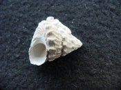 Astraea precursor fossil gastropod shell Brantley pit ap 71