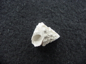 Astraea precursor fossil gastropod shell Brantley pit ap 73