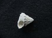 Astraea precursor fossil gastropod shell Brantley pit ap 74