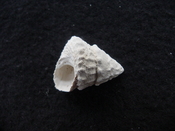 Astraea precursor fossil gastropod shell Brantley pit ap 75