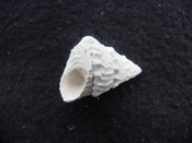 Astraea precursor fossil gastropod shell Brantley pit ap 76