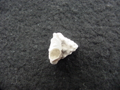 Astraea precursor fossil gastropod shell Brantley pit ap 77
