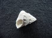 Astraea precursor fossil gastropod shell Brantley pit ap 78