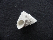 Astraea precursor fossil gastropod shell Brantley pit ap 79
