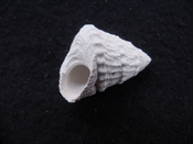 Astraea precursor fossil gastropod shell Brantley pit ap 80