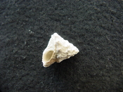 Astraea precursor fossil gastropod shell Brantley pit ap 81