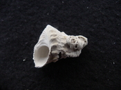 Astraea precursor fossil gastropod shell Brantley pit ap 82