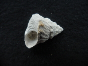 Astraea precursor fossil gastropod shell Brantley pit ap 83