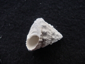Astraea precursor fossil gastropod shell Brantley pit ap 112