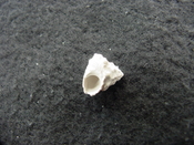 Astraea precursor fossil gastropod shell Brantley pit ap 113